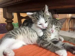 Adopted Kittens Help a Grieving Family Find Hope Again – and Win Money for Animal Rescue!