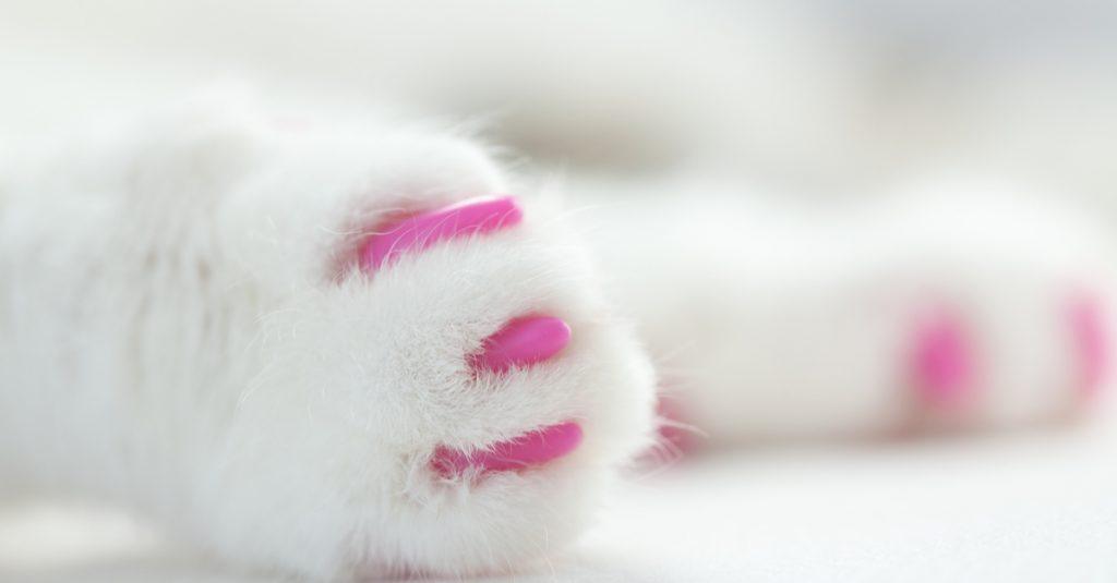 nail caps are a good alternative to declawing and can prevent furniture from being scratched