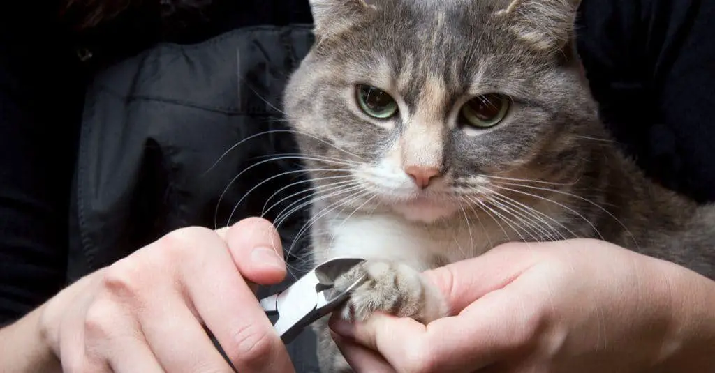 often just clipping your cats nails regularly will keep your cat from destroying your furniture