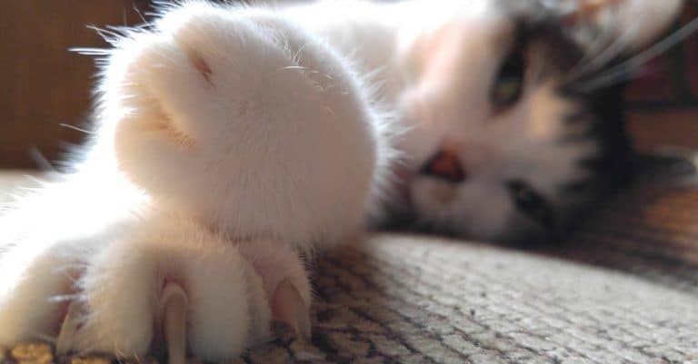 Paws Need Claws! 4 Humane Alternatives to Declawing Your Cat