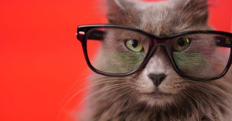 Only 1 In 7 Pet Owners Can Correctly Guess These Pets Based On Their Dictionary Definition!