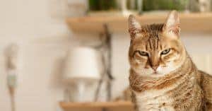Pet Peeves: 3 Things Every Cat Truly Hates