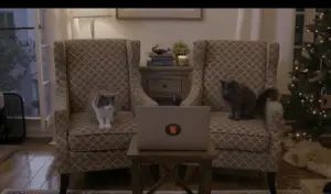 Netflix Releases a Video of Cats Reacting to ‘That Scene’ from Stranger Things 2 (You Know What We’re Talking About)