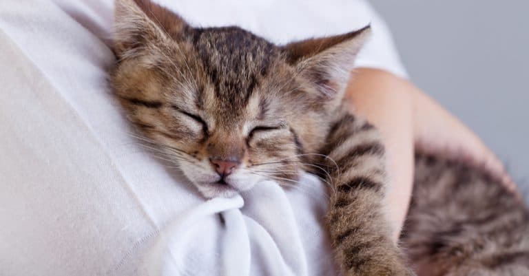 Common Mistakes of New Cat Owners