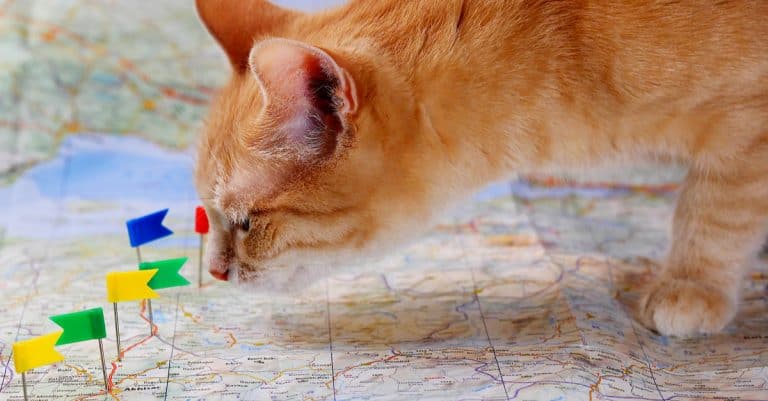 The Best and Worst States for Animal Welfare: Where Does Your State Stand?