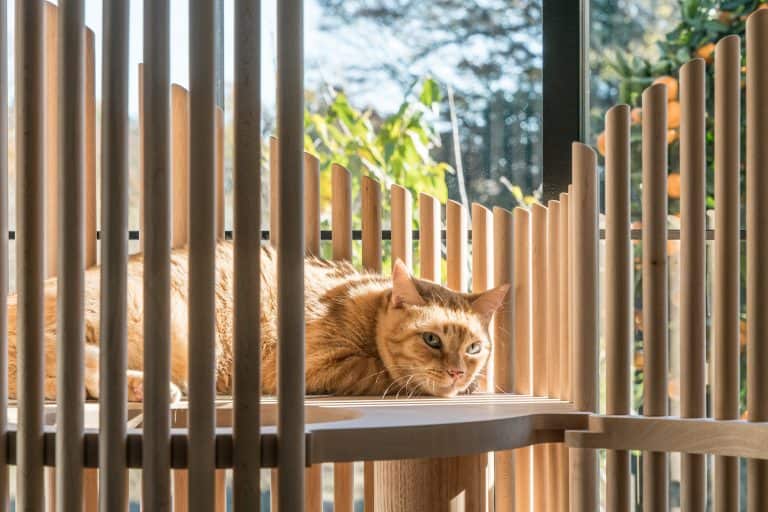 Ever Wondered What a $9,000 Cat Condo Would Look Like?