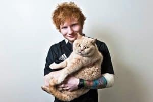 Ed Sheeran’s Cat Celebrates the Singer’s Two Grammy Wins