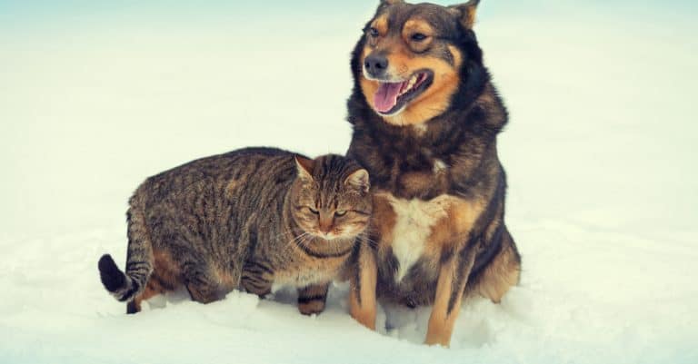 Five Common Winter Illnesses and Remedies for Cats (and Dogs!)