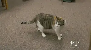 Minnesota Cat Ties Guinness World Record for Most Toes
