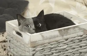 What a Beauty! Meet the Newest “Two-Faced” Chimera Cat