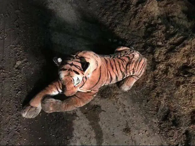 tiger