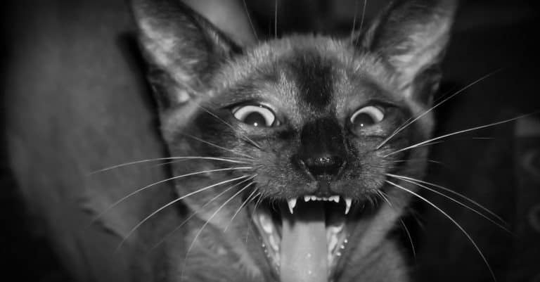 Does Your Cat Keep You Up At Night? Try These Tips