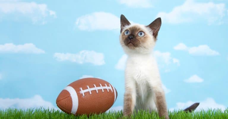 Your Pet Safety Playbook for Super Bowl Festivities