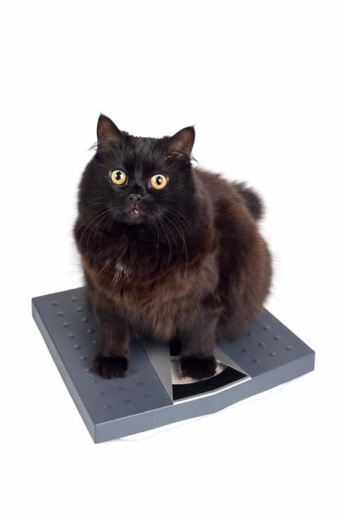what is your cat's ideal weight and how to help a cat lose weight