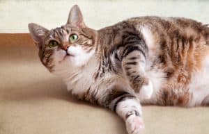 How To Help Your Fat Cat Lose Weight