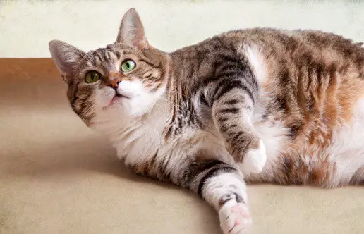 exercise is important for helping an overweight cat lose weight