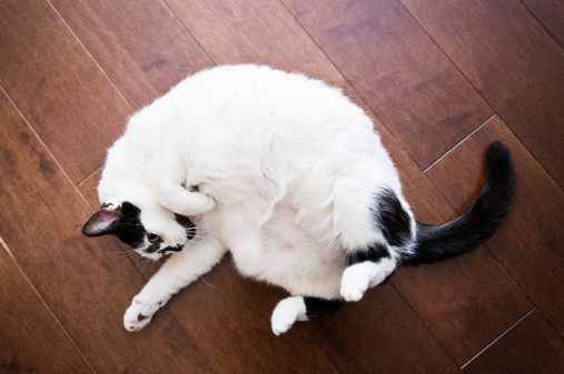 how to help an overweight cat lose weight