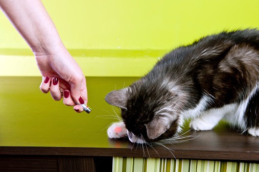 bored cat with laser pointer