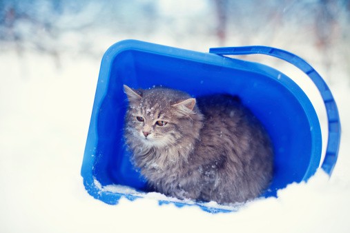 Cat in the bucket