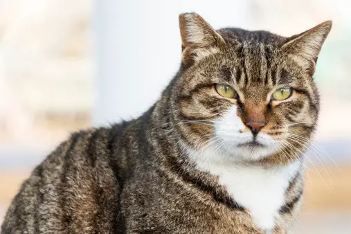 7 Ways You Can Help Feral Cats The Catington Post