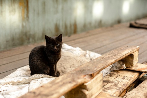 how to help feral cats