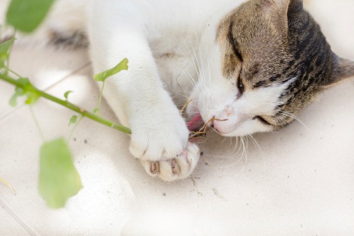 grow catnip inside as part of your cat-friendly indoor garden