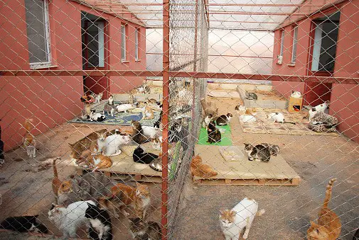 shelter overfilled with cats and needs fosters