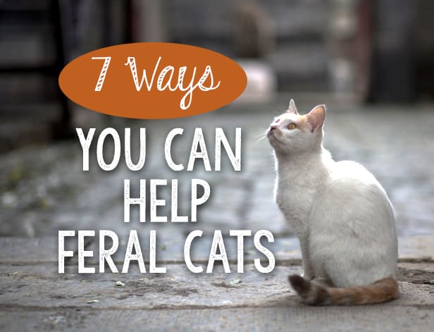 Capstar for hotsell feral cats