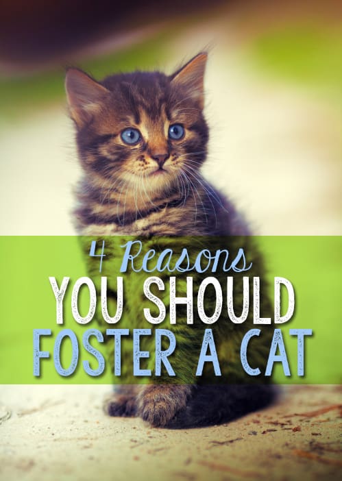 reasons you should foster a cat