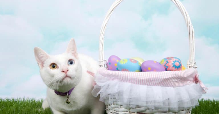 Make An Easter Basket for Your Cat!