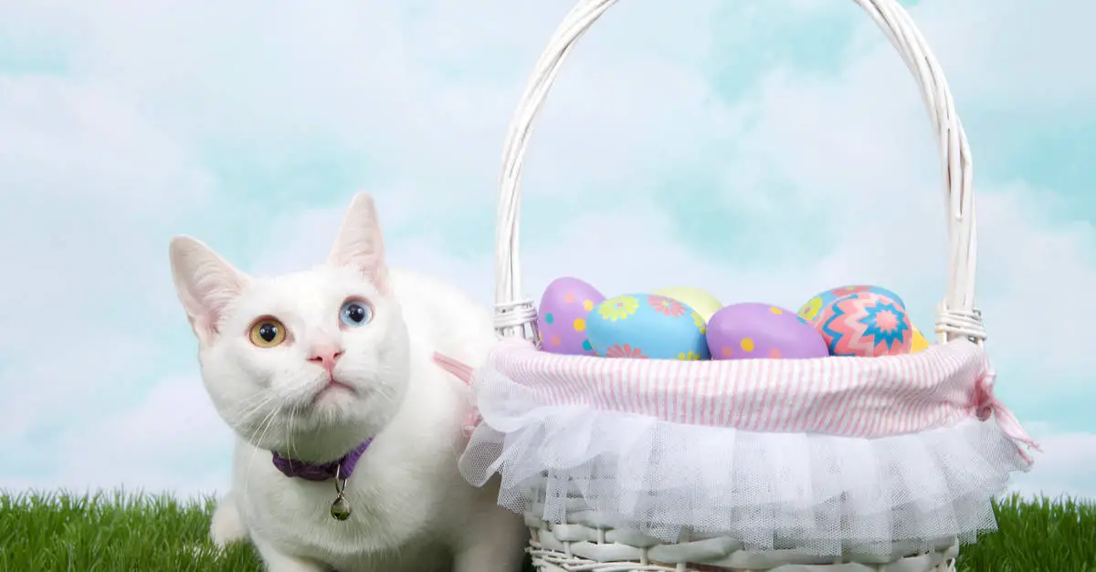 easter presents for cats