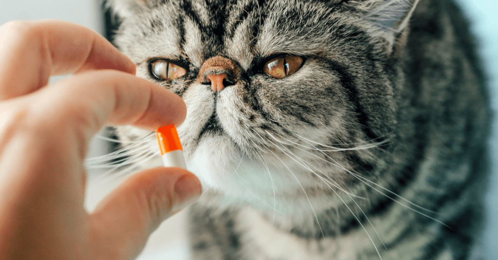 give a cat a pill