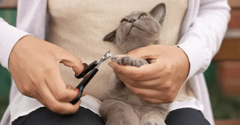 3 Things Every Cat Parent Should Know How to Do: