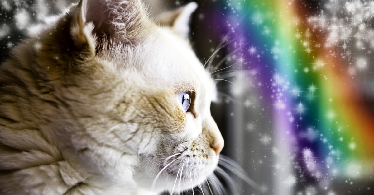 cat rainbow