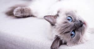 The Top 10 Most Popular Cat Breeds