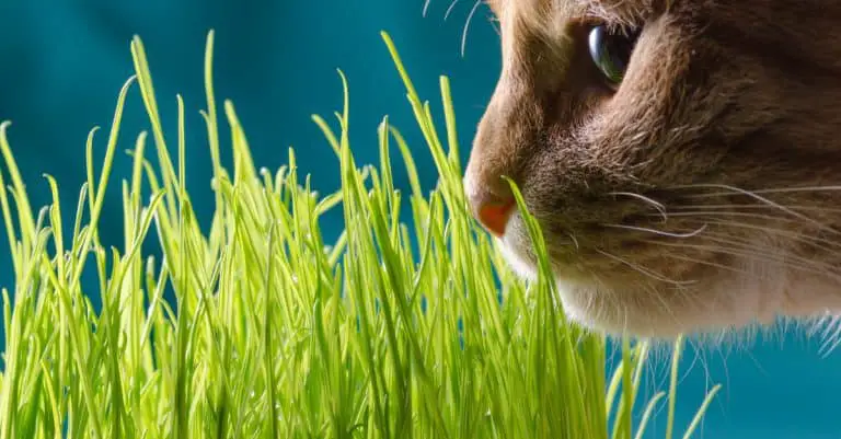 Grow a Feline-Friendly Indoor Garden!