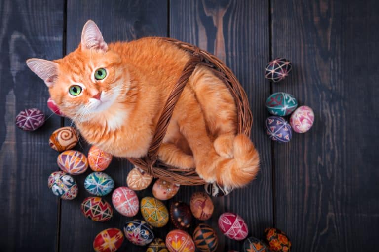 5 Easter Games to Play with Your Cat