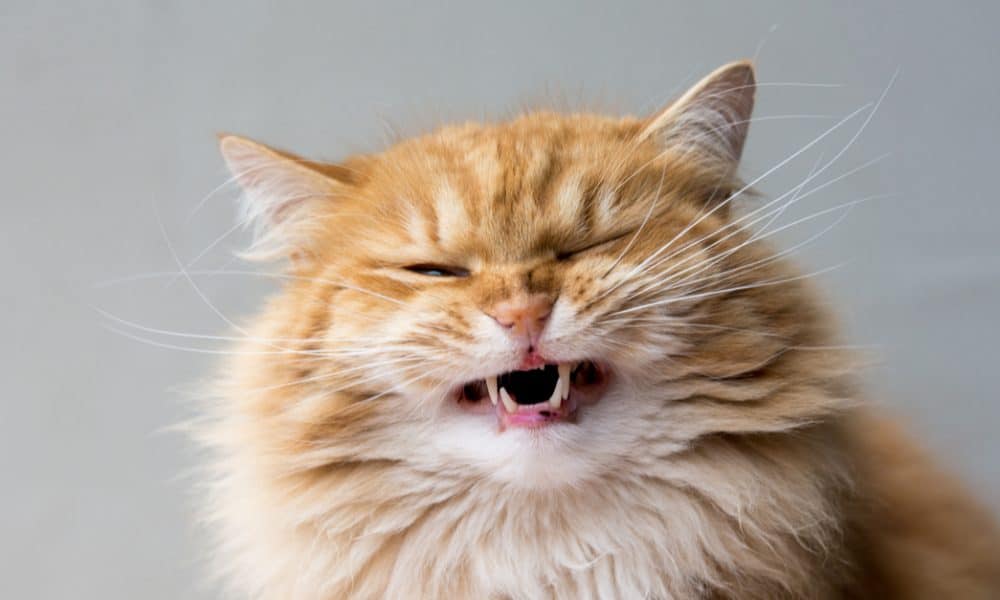 Weird Behaviors: Why Do Cats Open Their Mouths After Smelling Something?
