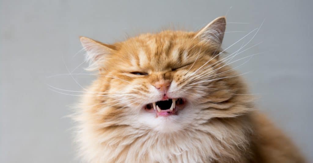 Weird Behaviors Why Do Cats Open Their Mouths After Smelling Something