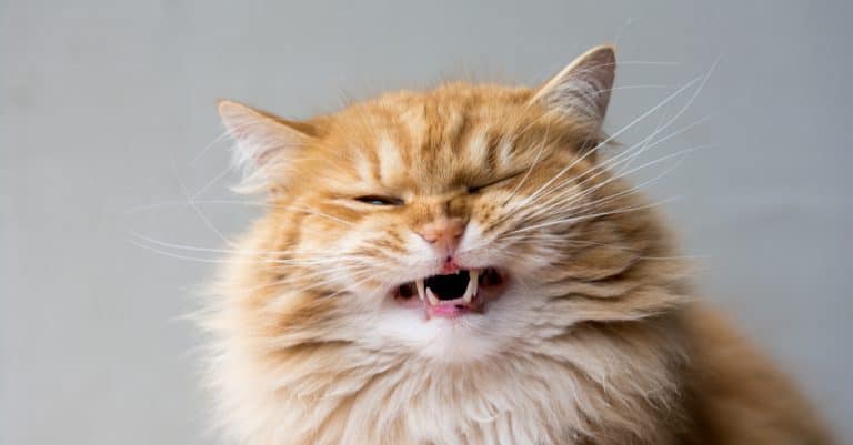 Weird Behaviors: Why Do Cats Open Their Mouths After Smelling Something?
