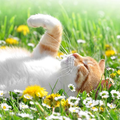 cat in the grass