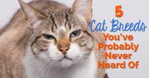 5 Cat Breeds You’ve Probably Never Heard Of