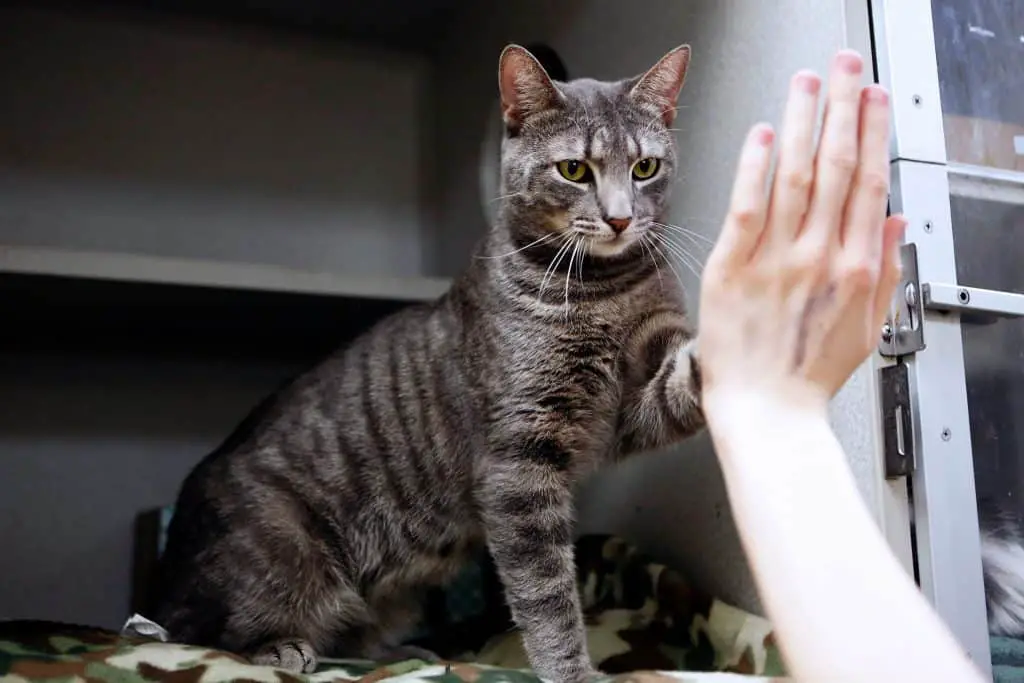 Thousands Of Shelter Cats Are Being Taught To High Five