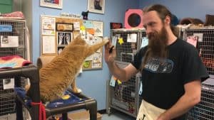 Thousands of Shelter Cats Are Being Taught to “High-Five”