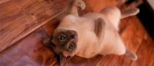 6 Proven Breed Stereotypes from a Professed Siamese Cat Fanatic