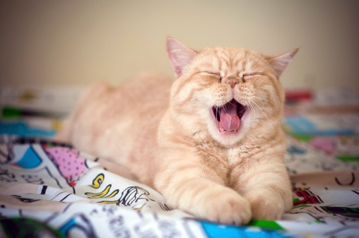 litter box ventilation and cat yawning on bed