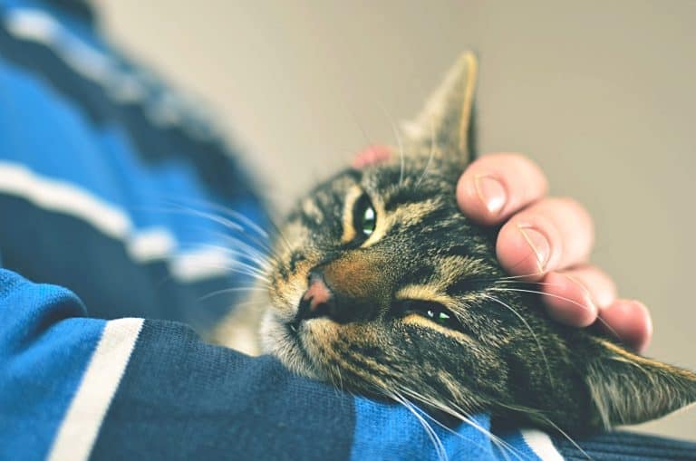 15 Fun Ways to Bond with Your Cat