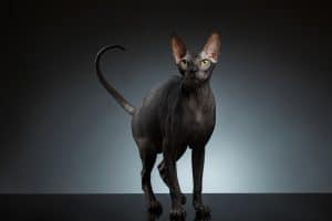 6 Things You Didn’t Know About Sphynx Cats