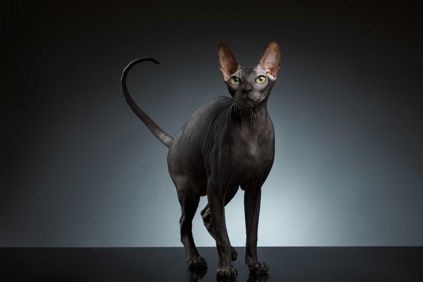 Sphynx Cat Stands and squints Looking up on Black