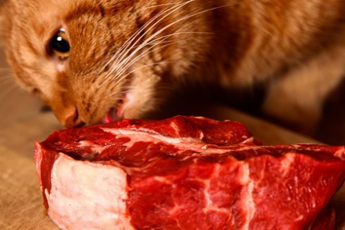 Can My Cat Eat That? What People Foods are Safe for Cats?